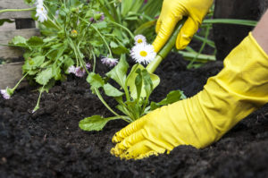 Petits  travaux de jardinage des espaces verts