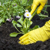 jardiner entretien nettoyage de votre jardin odi service pro la roche sur yon vendee 85